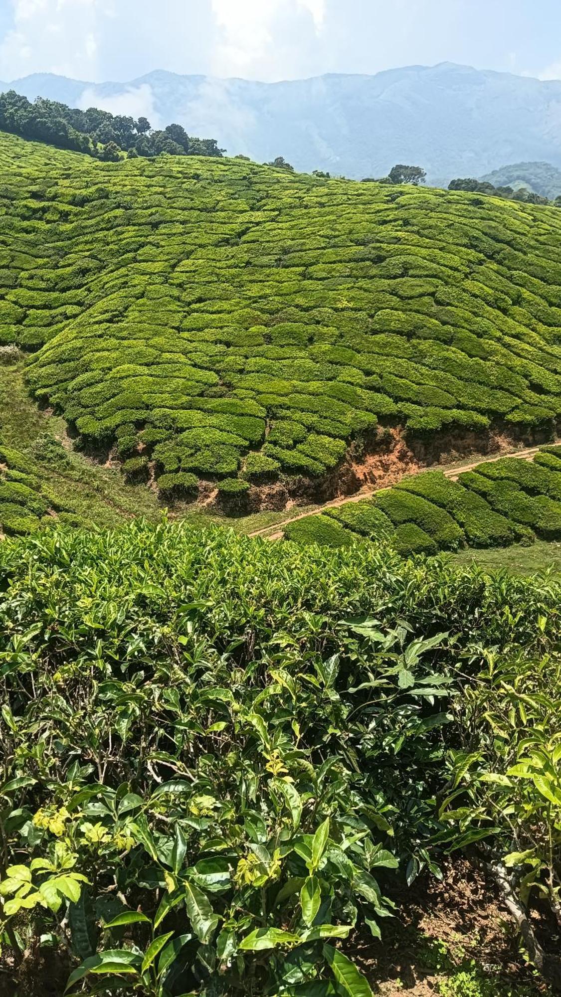 Mount Mist Villa Munnar Eksteriør bilde